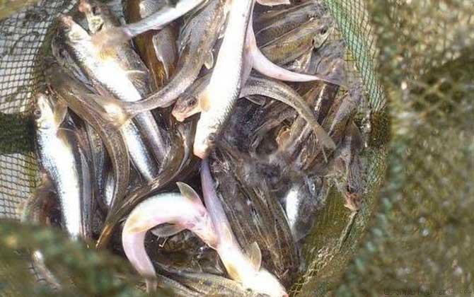 船钉子是什么鱼