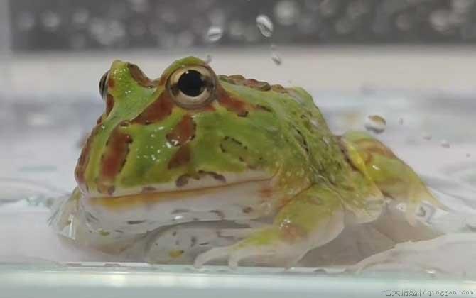 角蛙价格多少钱一只