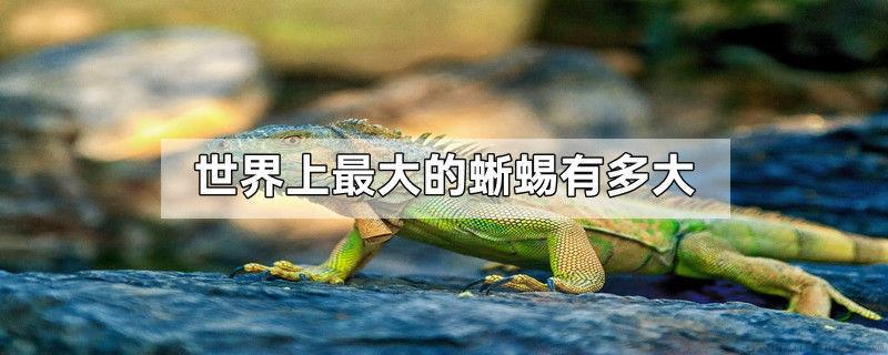 世界上最大的蜥蜴有多大