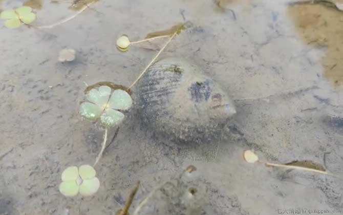 田螺是什么动物