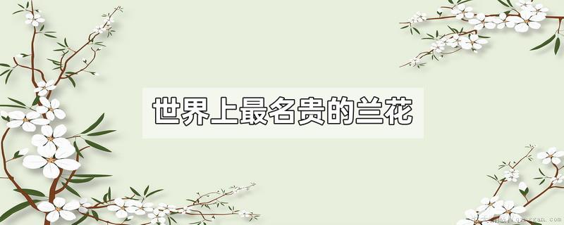 世界上最名贵的兰花