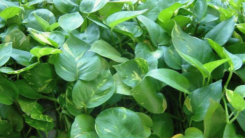 绿萝怎么移植水培