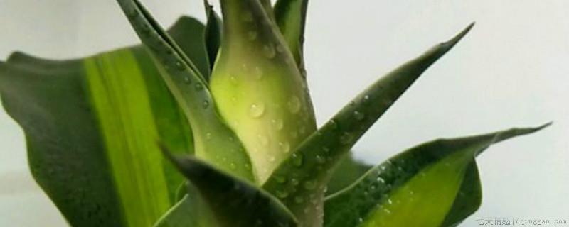 巴西木可以土培吗