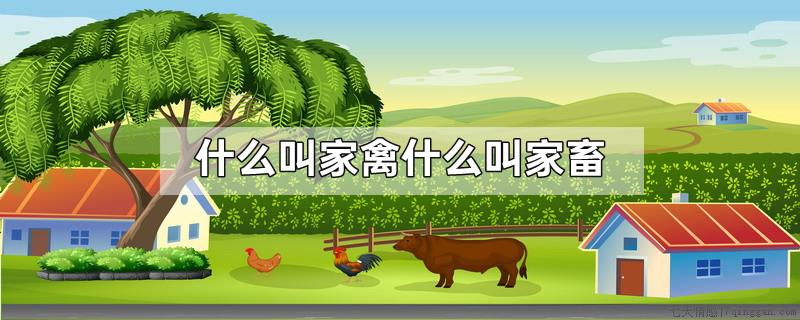 什么叫家禽什么叫家畜