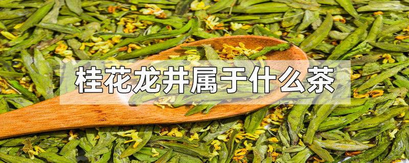 桂花龙井属于什么茶