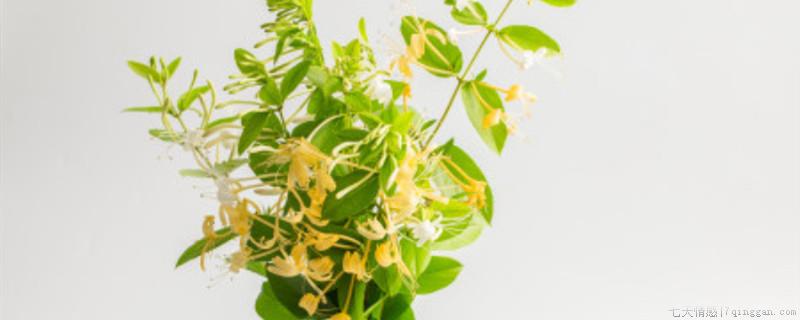 金银花怎么修剪开花多