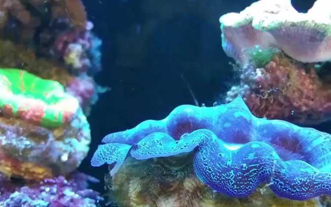 珊瑚是生物吗