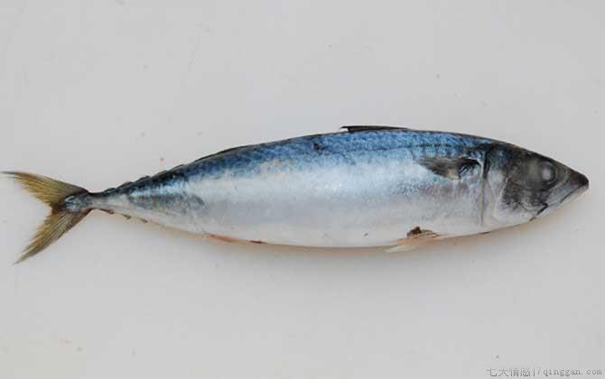 青花鱼是什么鱼
