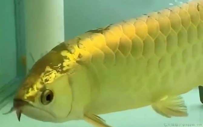 龙鱼价格多少钱一条