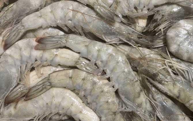 厄瓜多尔白虾是什么虾