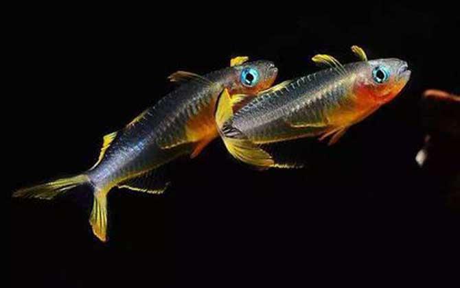 霓虹燕子是什么鱼