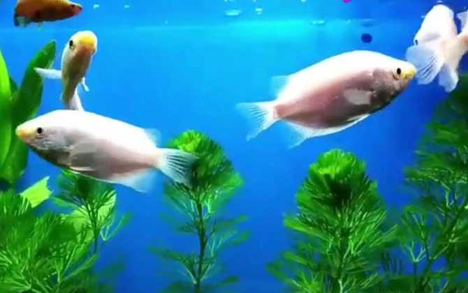 接吻鱼怎么养才不容易死