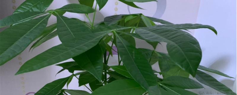 适合阴暗潮湿的卫生间的绿植
