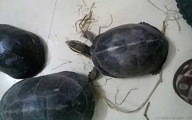 安布闭壳龟是什么龟