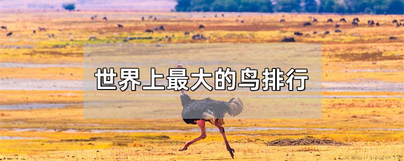 世界上最大的鸟排行