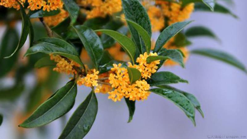 盆栽桂花干叶子怎么办