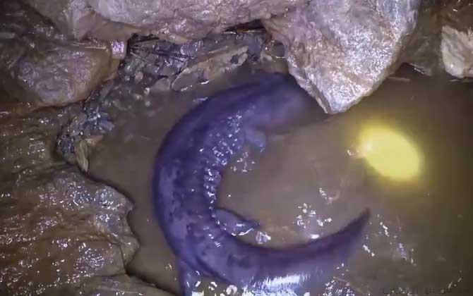 野生娃娃鱼是几级保护动物