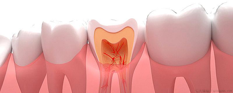 牙虫是真的虫吗