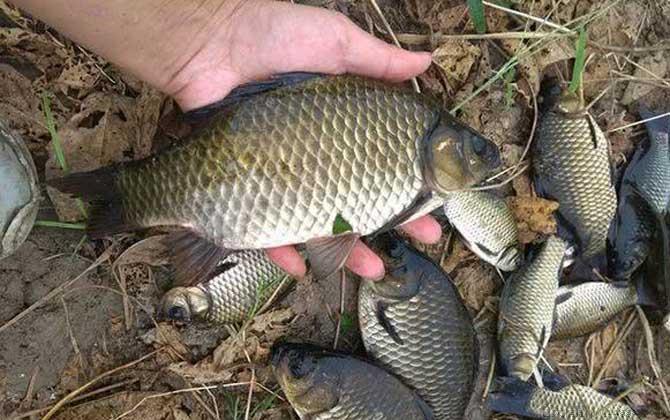 工程鲫是什么鱼