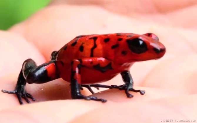 幽灵箭毒蛙是什么蛙