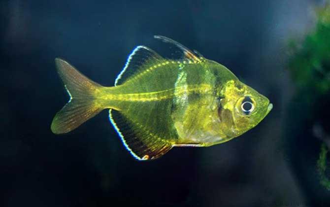 玻璃拉拉鱼是什么鱼