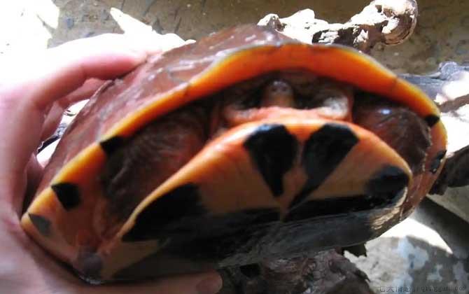 三线闭壳龟是什么龟