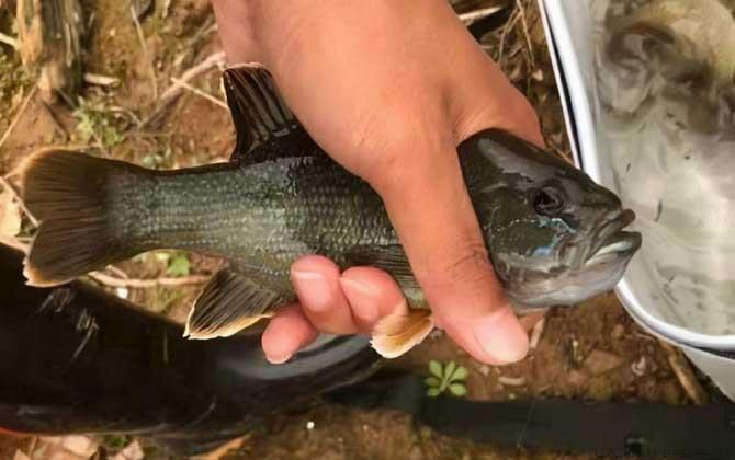 太阳鱼是海鱼还是淡水鱼
