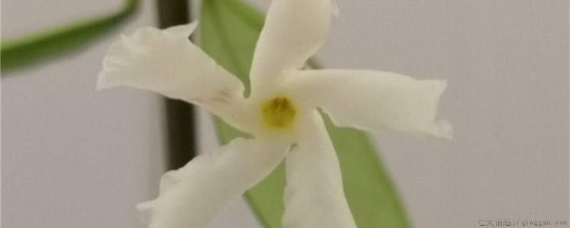 风车茉莉开花后怎么修剪