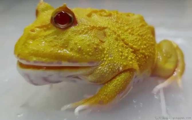黄金角蛙是什么蛙