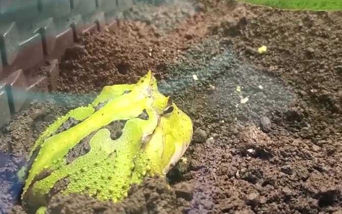 霸王角蛙是什么蛙