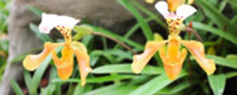 兰花花苞还没开就干了什么情况