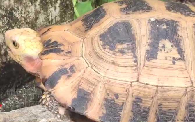 缅甸陆龟是什么龟