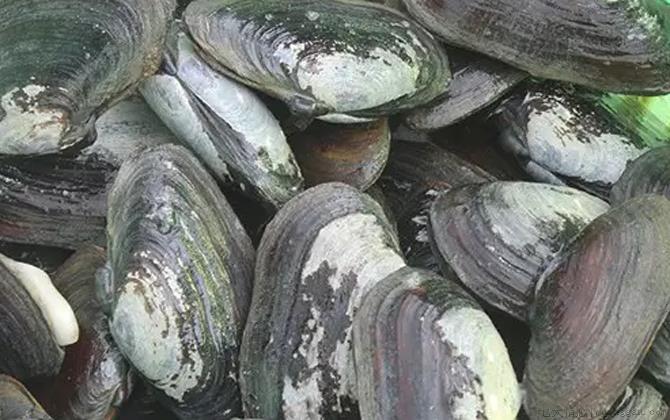 沙螺是什么动物