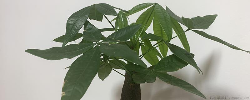 发财树用多深的盆