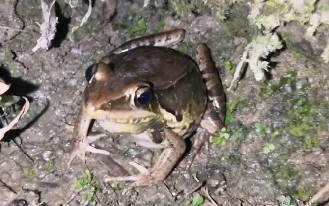 沼水蛙是什么蛙