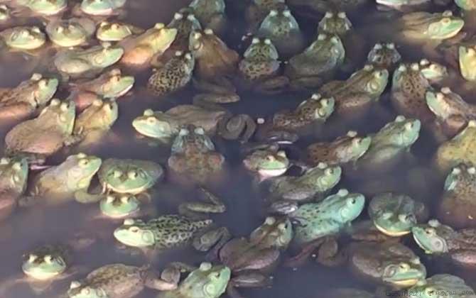 牛蛙价格多少钱一斤