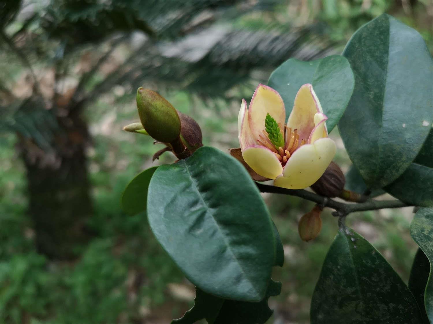 含笑花的养殖方法和注意事项