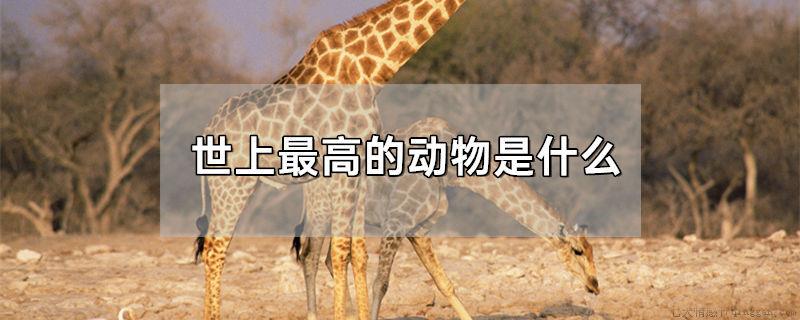 世上最高的动物是什么