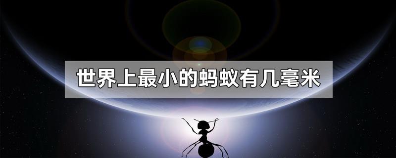 世界上最小的蚂蚁有几毫米