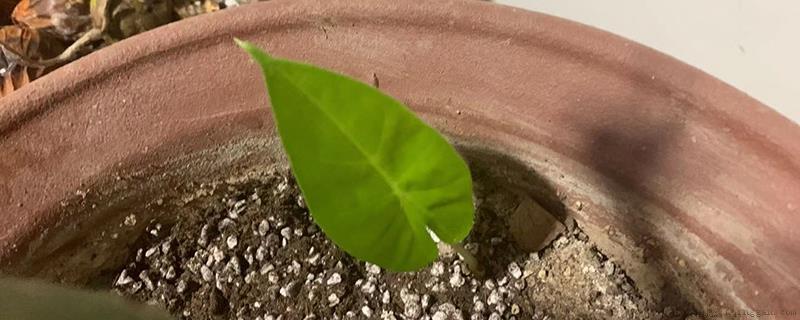 绿萝有没有毒