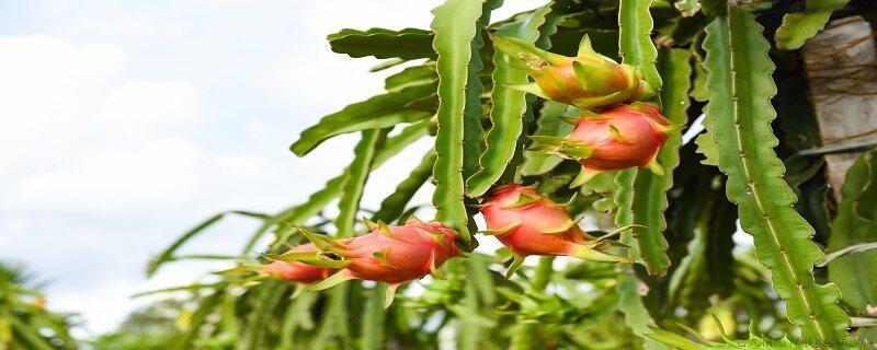 怎样种植火龙果