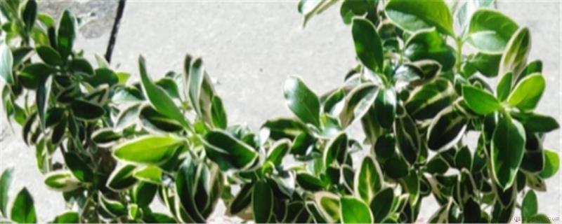 六月雪换盆后叶子干了