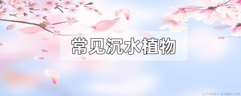常见沉水植物