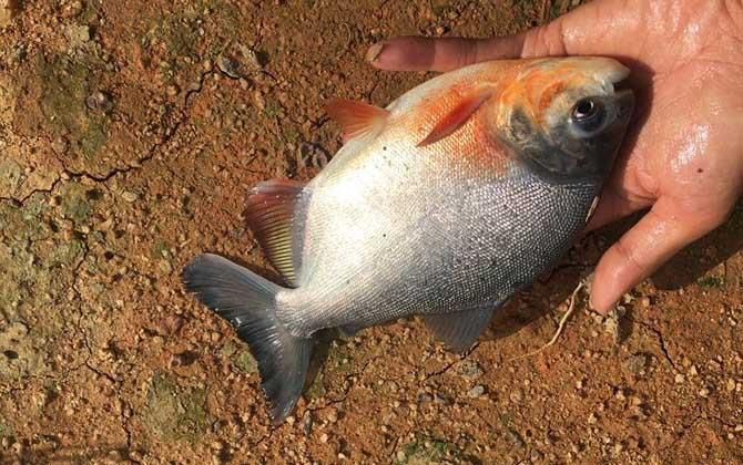 淡水白鲳是什么鱼