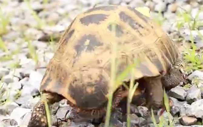 缅甸陆龟是什么龟