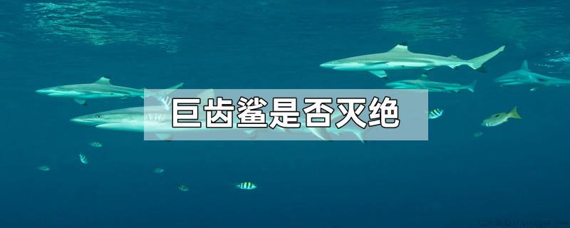 巨齿鲨是否灭绝