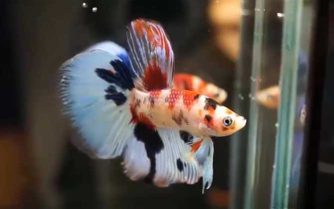 鱼缸水浑浊原因和解决方案