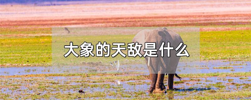 大象的天敌是什么