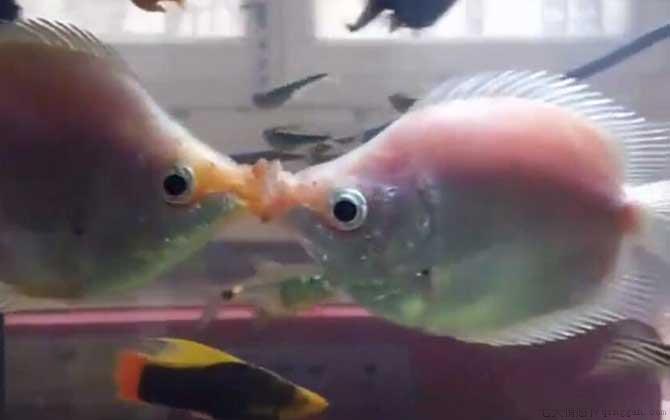 接吻鱼是什么鱼