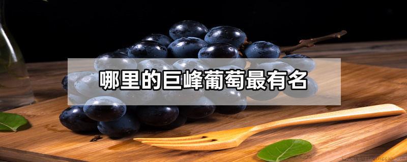 哪里的巨峰葡萄最有名
